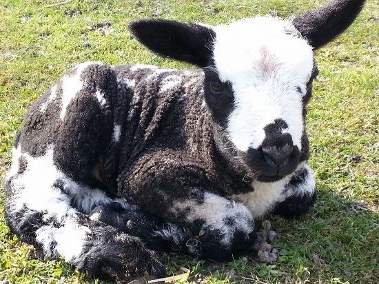 Kinderboerderij De Boerenzwaluw
