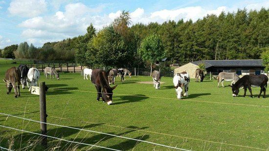 The Donkey Sanctuary Leeds